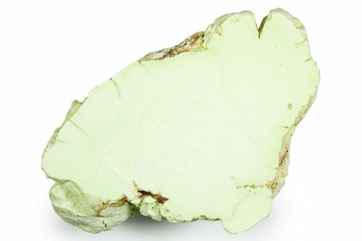 Polished Lemon Chrysoprase Section - Western Australia #353721